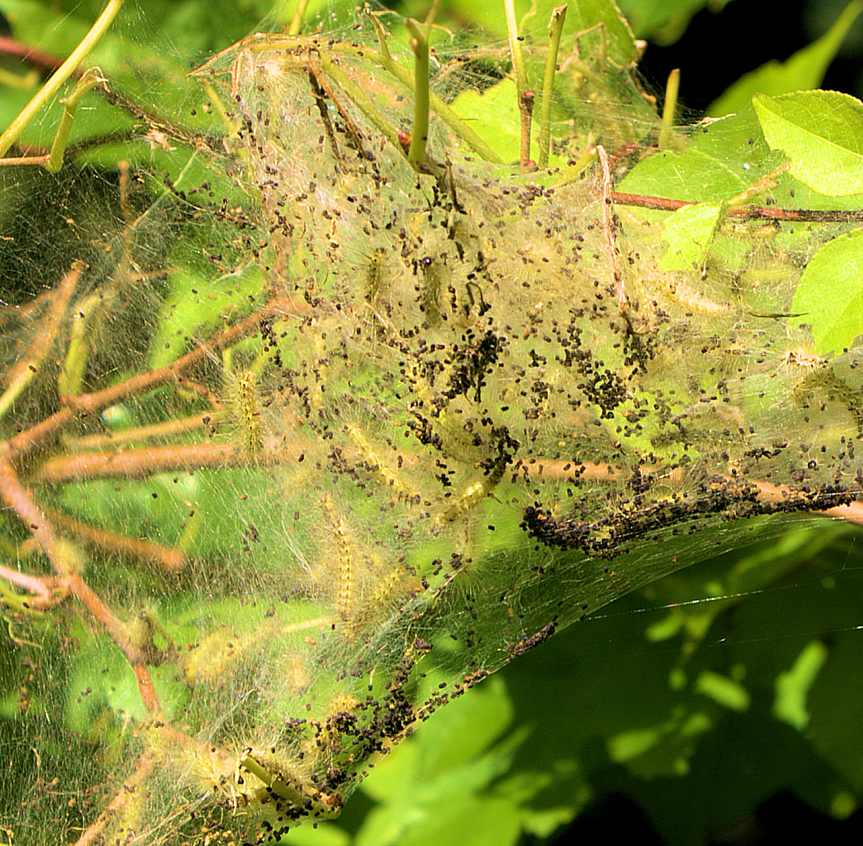 Fall webworm 